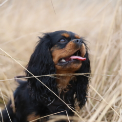 Puppy Garden Rozalinda Serafin (FCI)