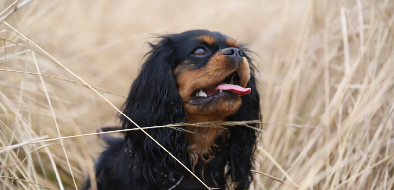 Puppy Garden Rozalinda Serafin (FCI)