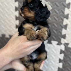 Puppy Garden Rozalinda Serafin (FCI)