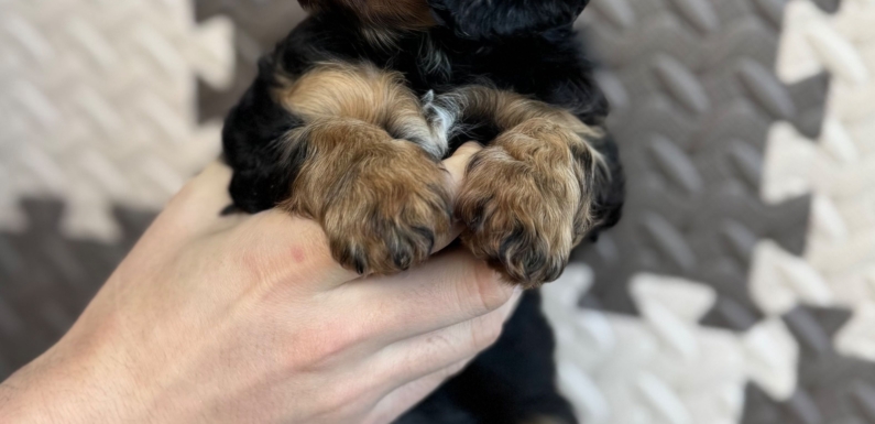 Puppy Garden Rozalinda Serafin (FCI)